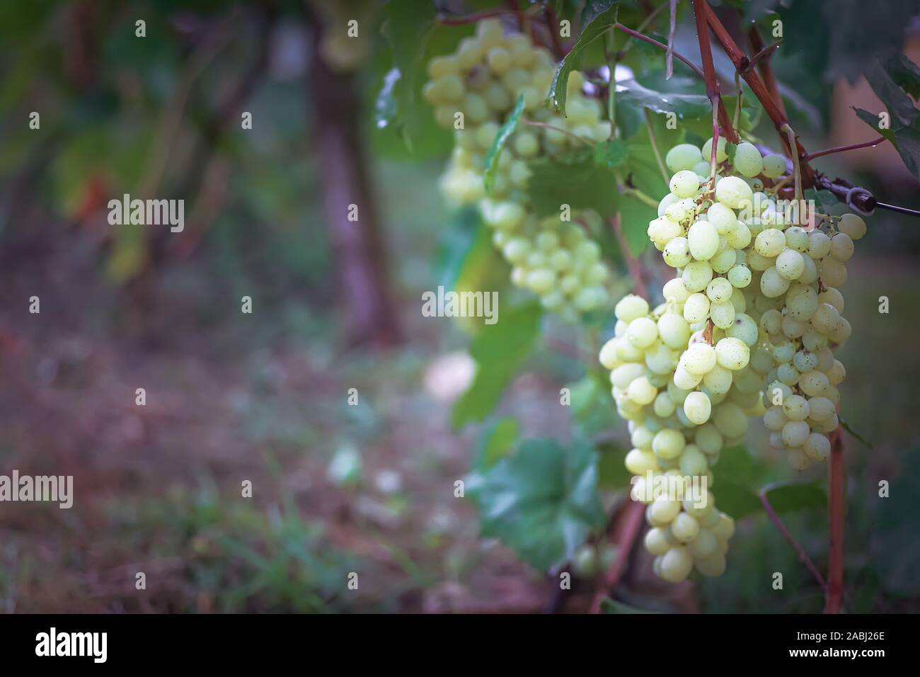 Bunch of grapes on vine insunshine. winegrowers grapes on vine. green