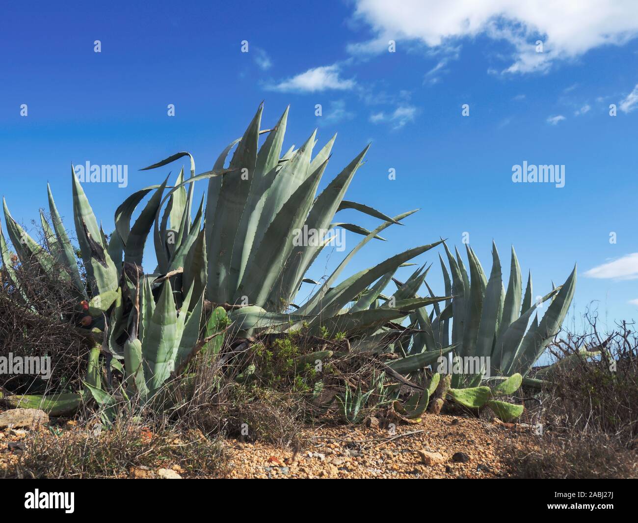 Large agaves (Agavoideae) without inflorescence photographed close together in the lush green against the blue sky of Tenerife. Close-up close to the Stock Photo