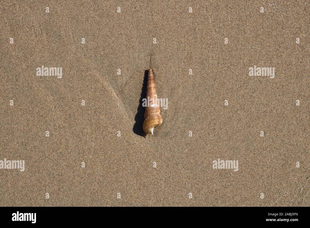 This unique photo shows a shell washed by the sea lying in the sand Stock Photo