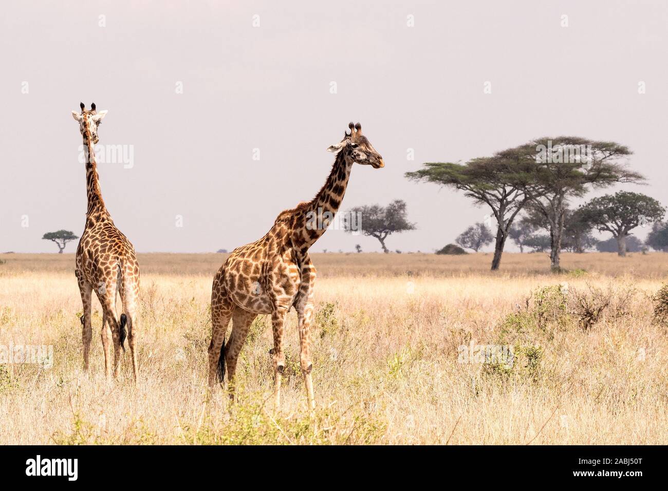 Masai giraffe Stock Photo