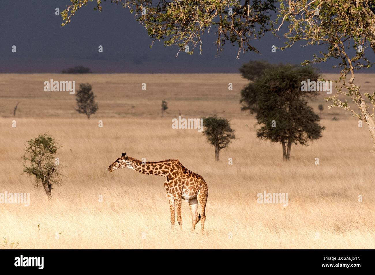 Masai giraffe Stock Photo