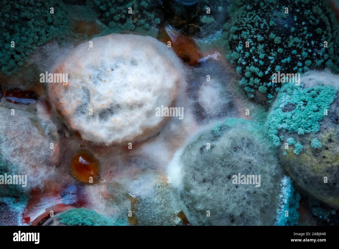 Close up of mold deposited on black olives in a glass bottle Stock