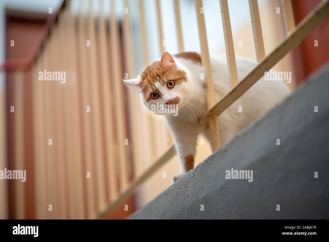 stair cat