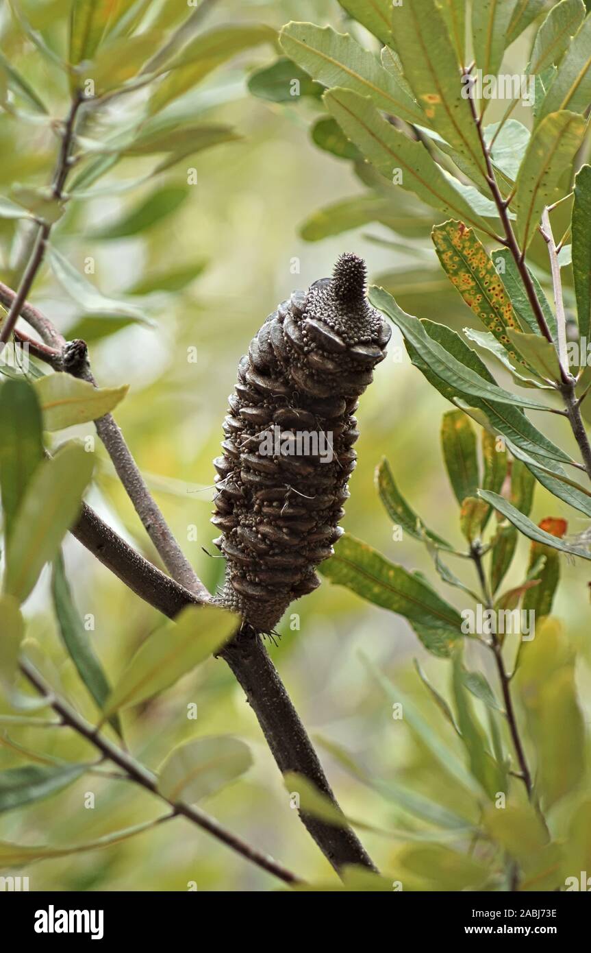 Australian native plant Stock Photo