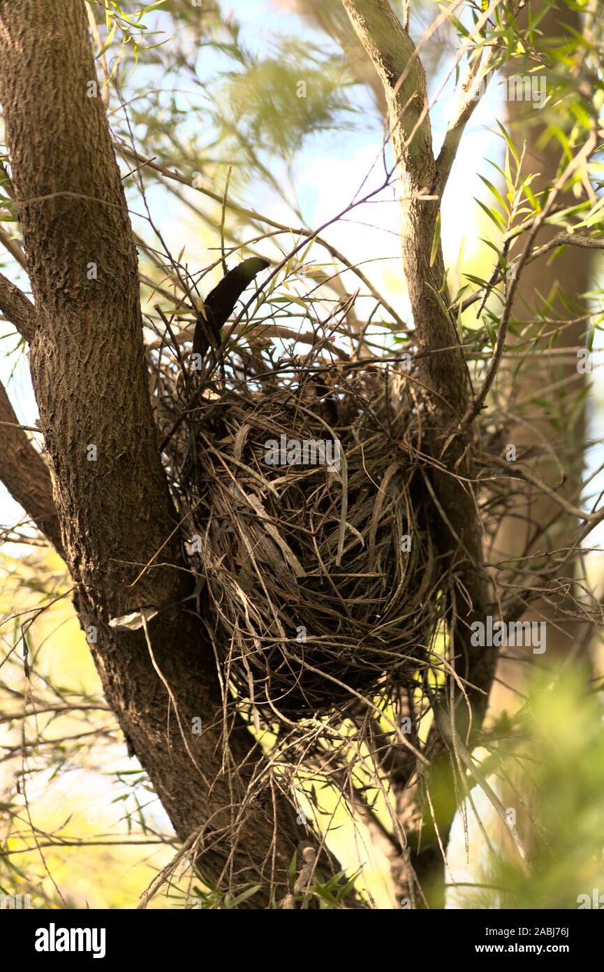 Small birds nest in a tree Stock Photo