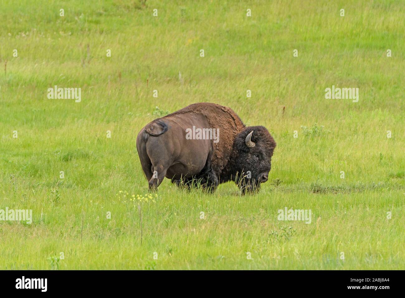 American Bison in the Grasses in Spring in Custer State Park in the Black Hills in South Dakota Stock Photo