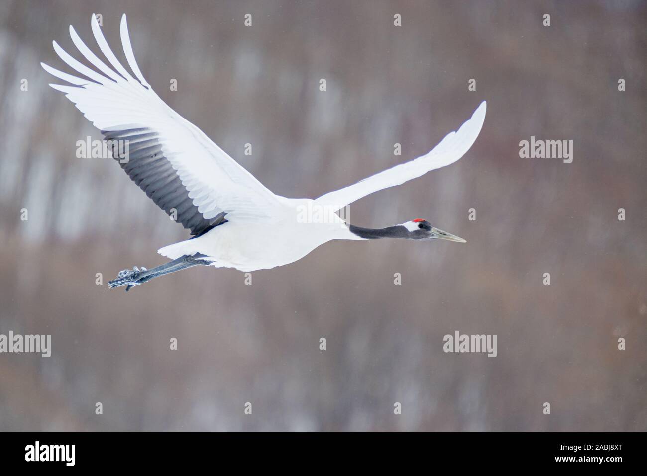 Red Crowned Crane at Kushiro Hokkaido Japan Stock Photo Alamy