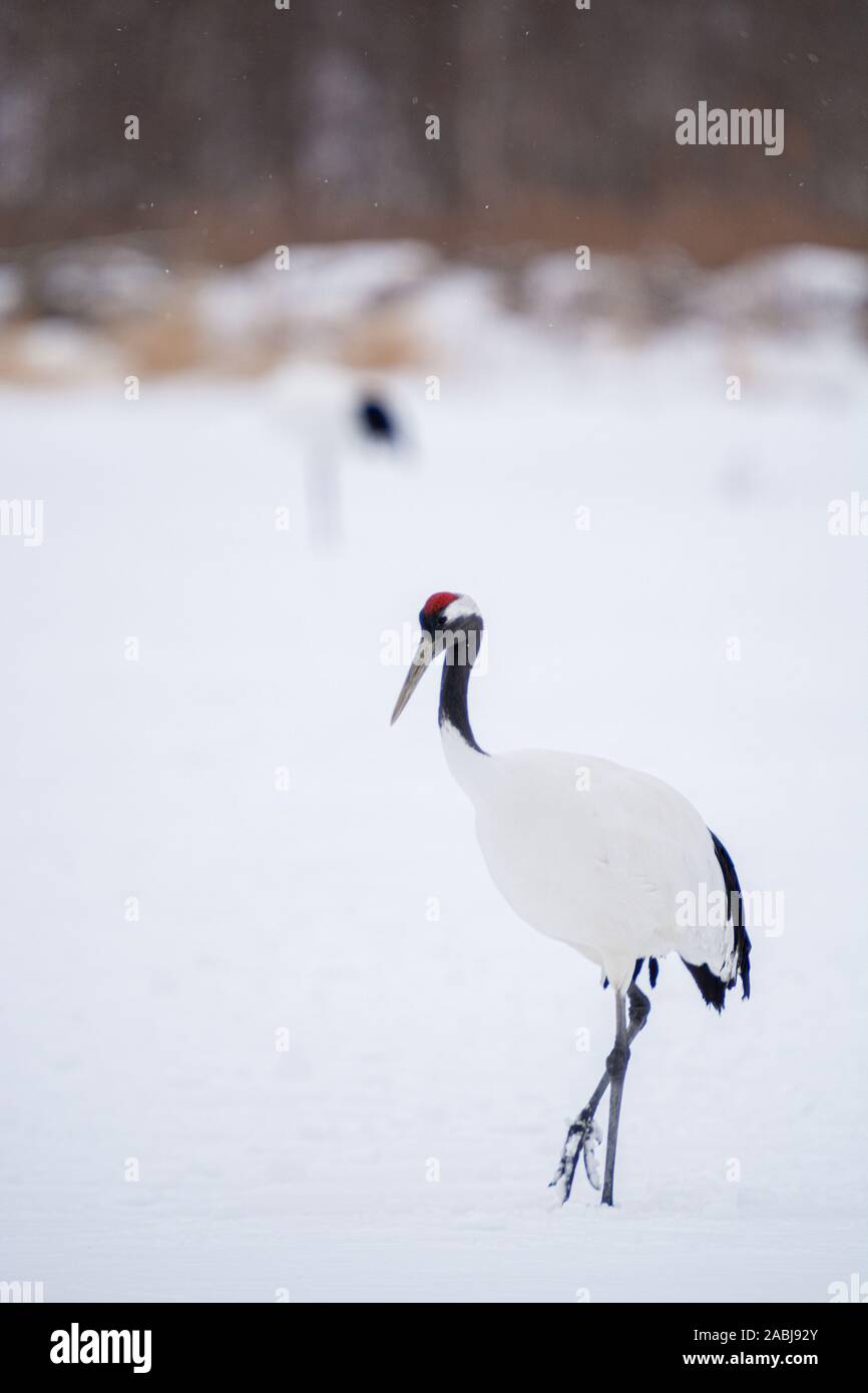 Red Crowned Crane at Kushiro Hokkaido Japan Stock Photo Alamy