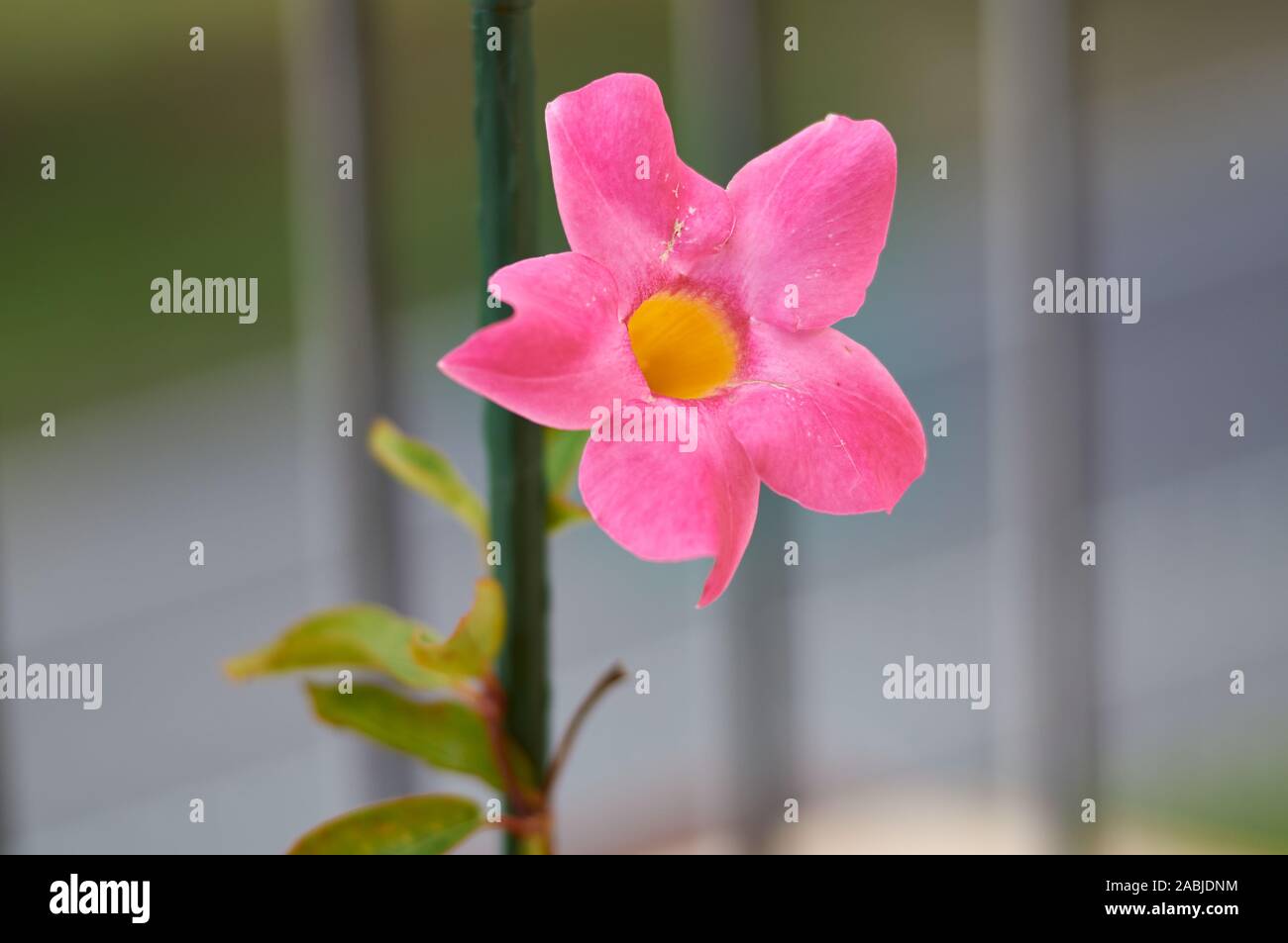 Bright flowers Mandevilla closeup on the background of green. Romantic Mandevilla for flower