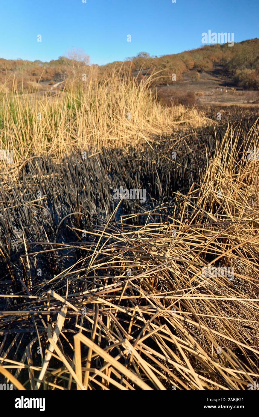 Sunny day and blue sky, burned reeds, grass, and trees at Foothill Regional Park in Windsor, Sonoma County, California. Stock Photo