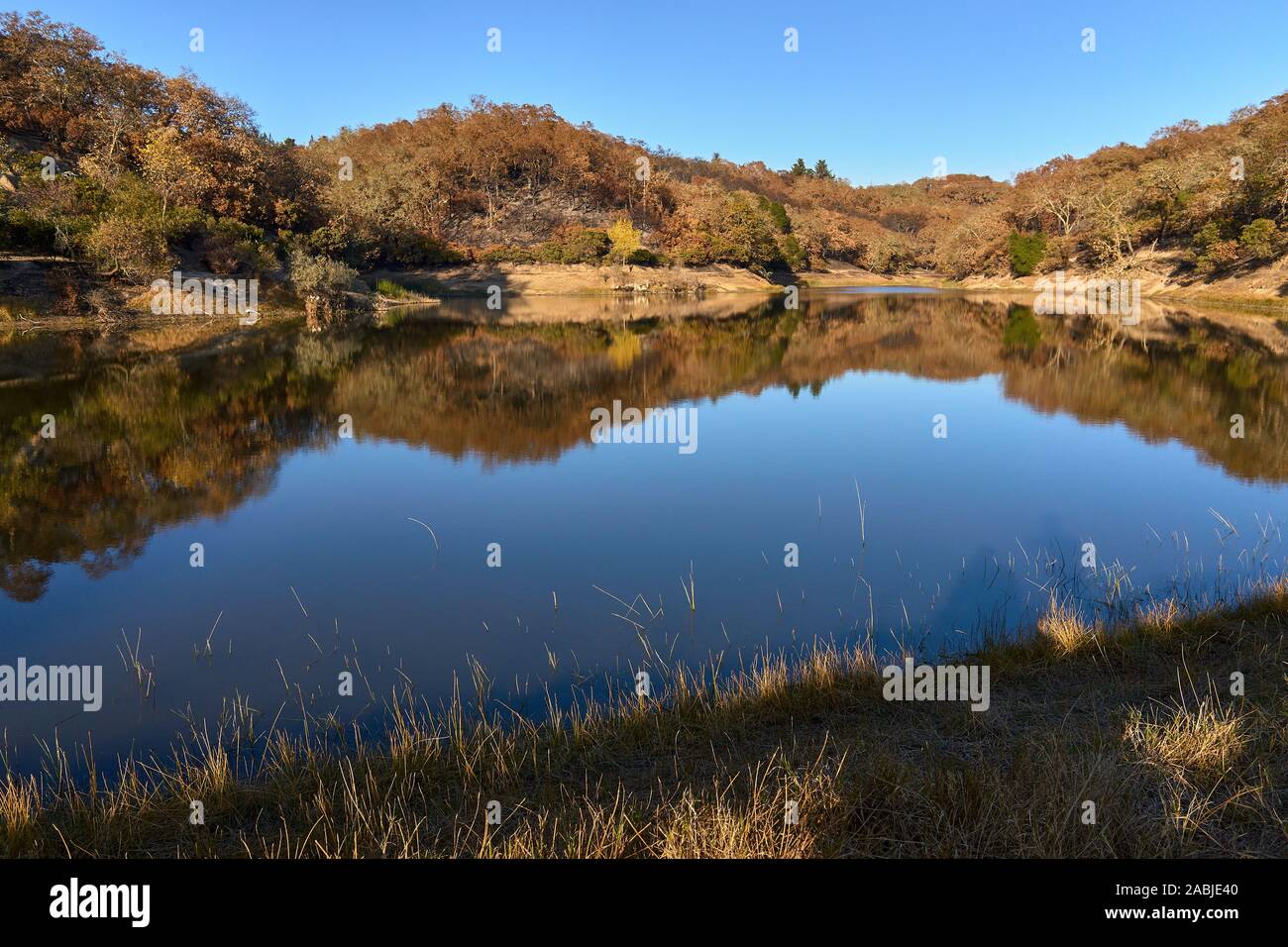 Tranquil pond reflection, burned forest, autumn colors, sunny day, nature and outdoors. Foothill Regional Park in Windsor, Sonoma County, California. Stock Photo