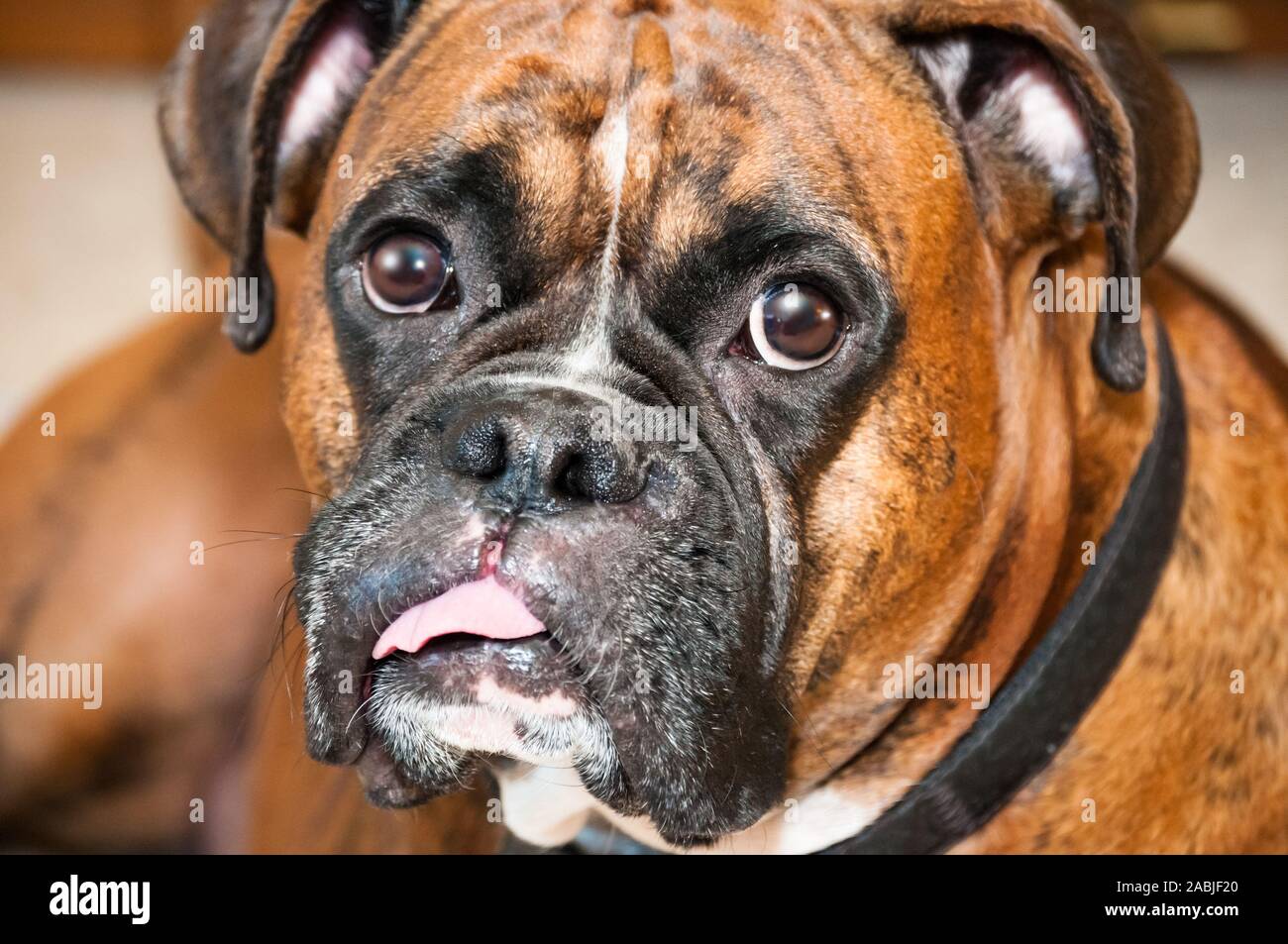 Pedigreed Boxer dog with brindle markings laying on the floor with his