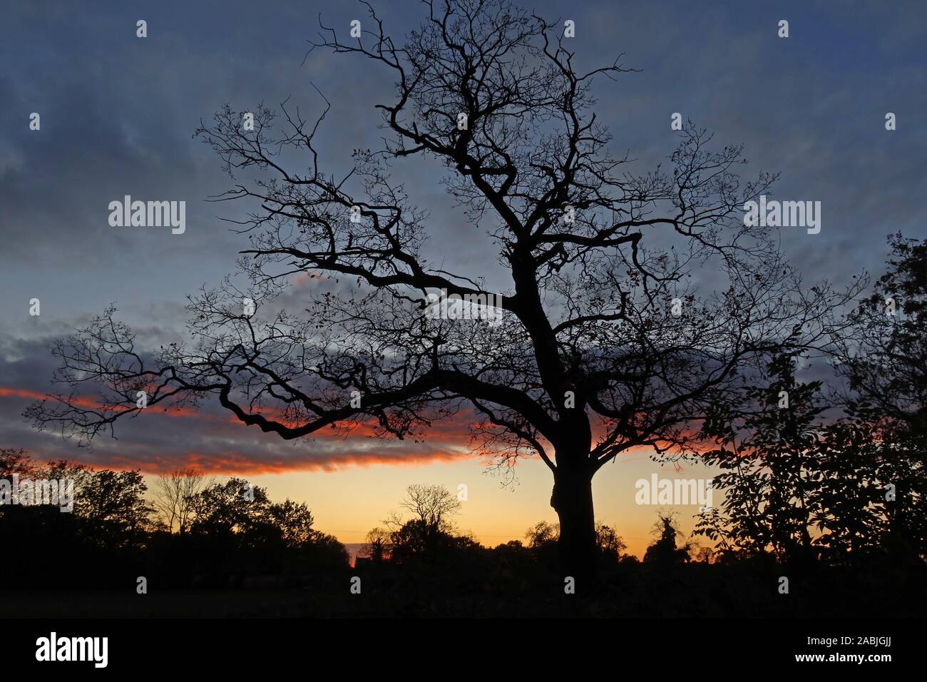 Tree with no leaves,winter sunset,dusk,Antrobus Village,Northwich,Cheshire,England,UK,CW9 6LB Stock Photo