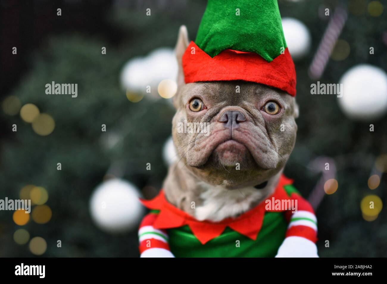 Portrait of funny lilac French Bulldog dog dressed up as christmas elf wearing costume with green and red hat and shirt Stock Photo Alamy