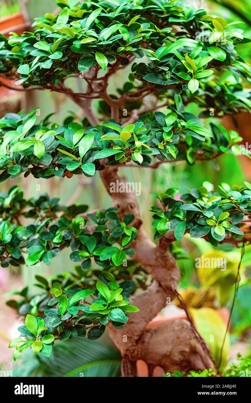 Bonsai Is A Japanese Art Form Using Cultivation Techniques To Produce In Containers Small Trees That Mimic The Shape And Scale Of Full Size Trees Stock Photo Alamy