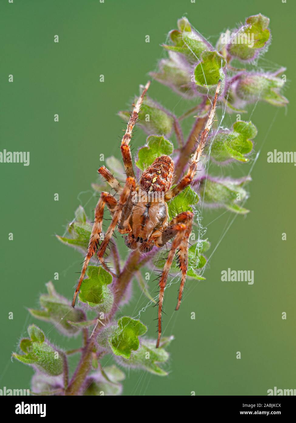 dorsal view of a mature male cross orbweaver spider, Araneus diadematus, resting on a flower. This European species has been introduced throughout Nor Stock Photo