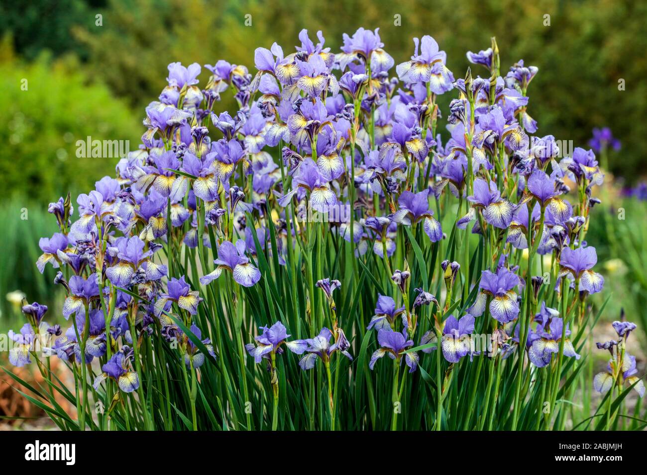 Blue Iris sibirica clump Stock Photo