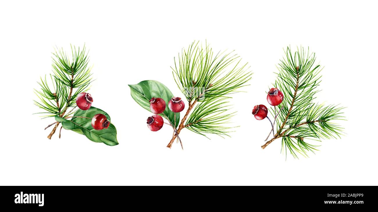 Christmas bouquets with pine branches and red berries isolated on white ...