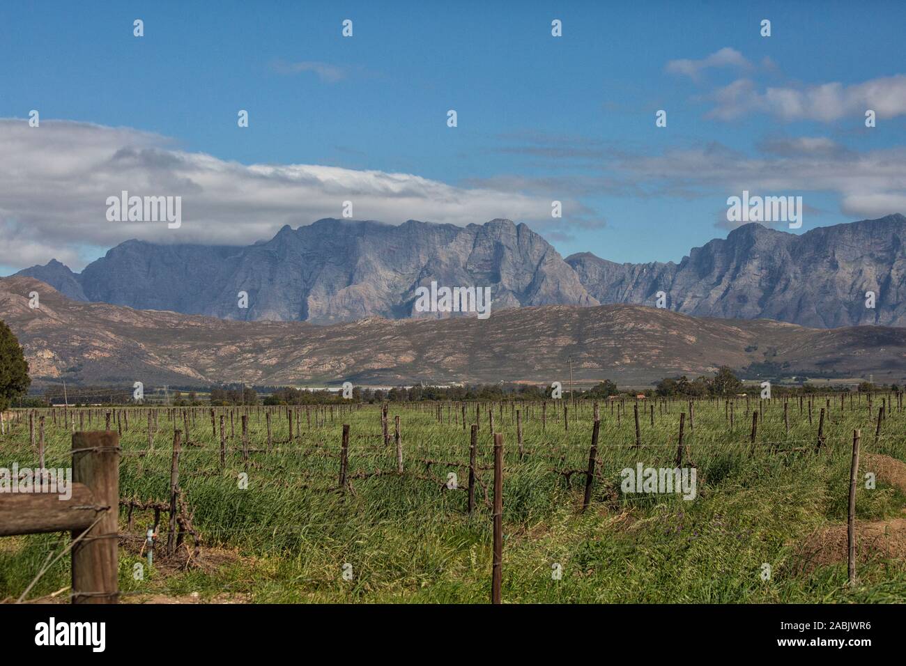 Landscape, vineyards, Stellenbosch area, Western Cape, South Africa, Africa Stock Photo