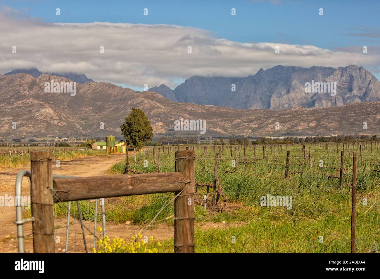 Landscape, vineyards, Stellenbosch area, Western Cape, South Africa, Africa Stock Photo
