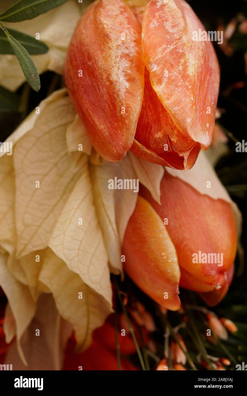 Macro on frozen tulips. Beautiful funeral arrangement Stock Photo Alamy
