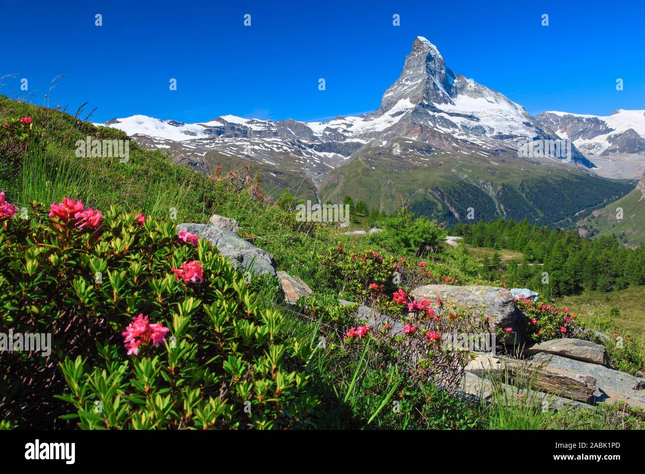 The Matterhorn (4478 m) with flowering Alpenrose (Rhododendron ferrugineum). Zermatt, Valais, Switzerland Stock Photo