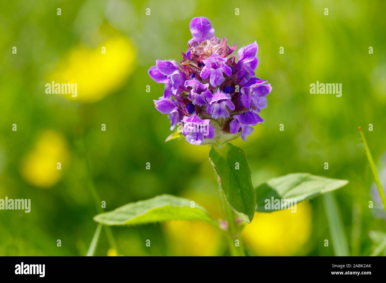 Common Selfheal (Prunella vulgaris), flowering. Germany Stock Photo