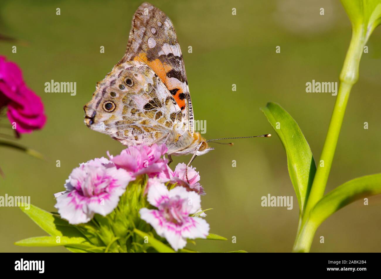 Painted Lady, Thistle Butterfly (Vanessa cardui, Cynthia cardui). Butterfly with closed wings on Sequiers Pink (Dianthus seguieri). Germany Stock Photo