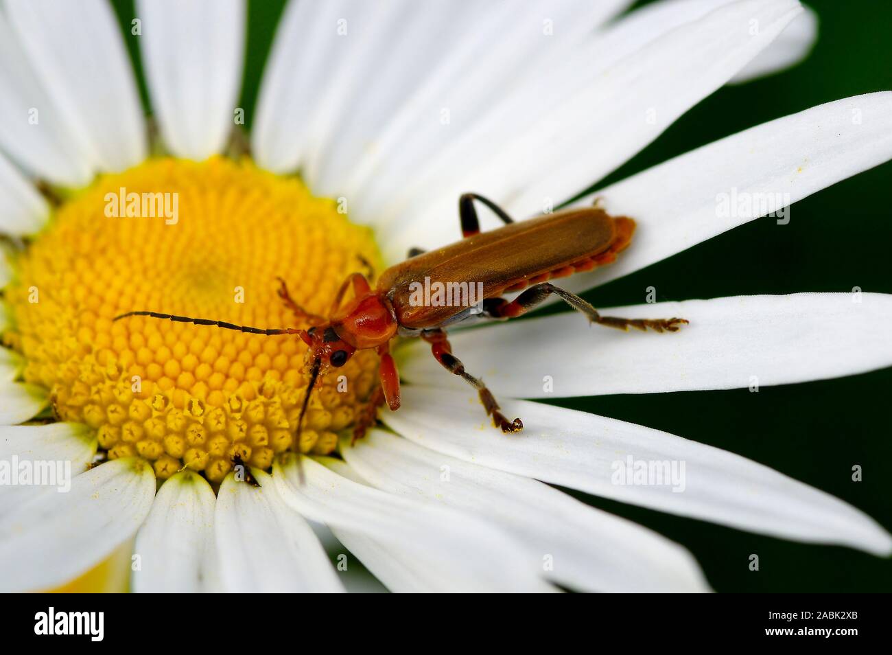 Red Longhorn Beetle (Stictoleptura rubra, Leptura rubra). Adult on Ox-eye Daisy flower. Germany Stock Photo