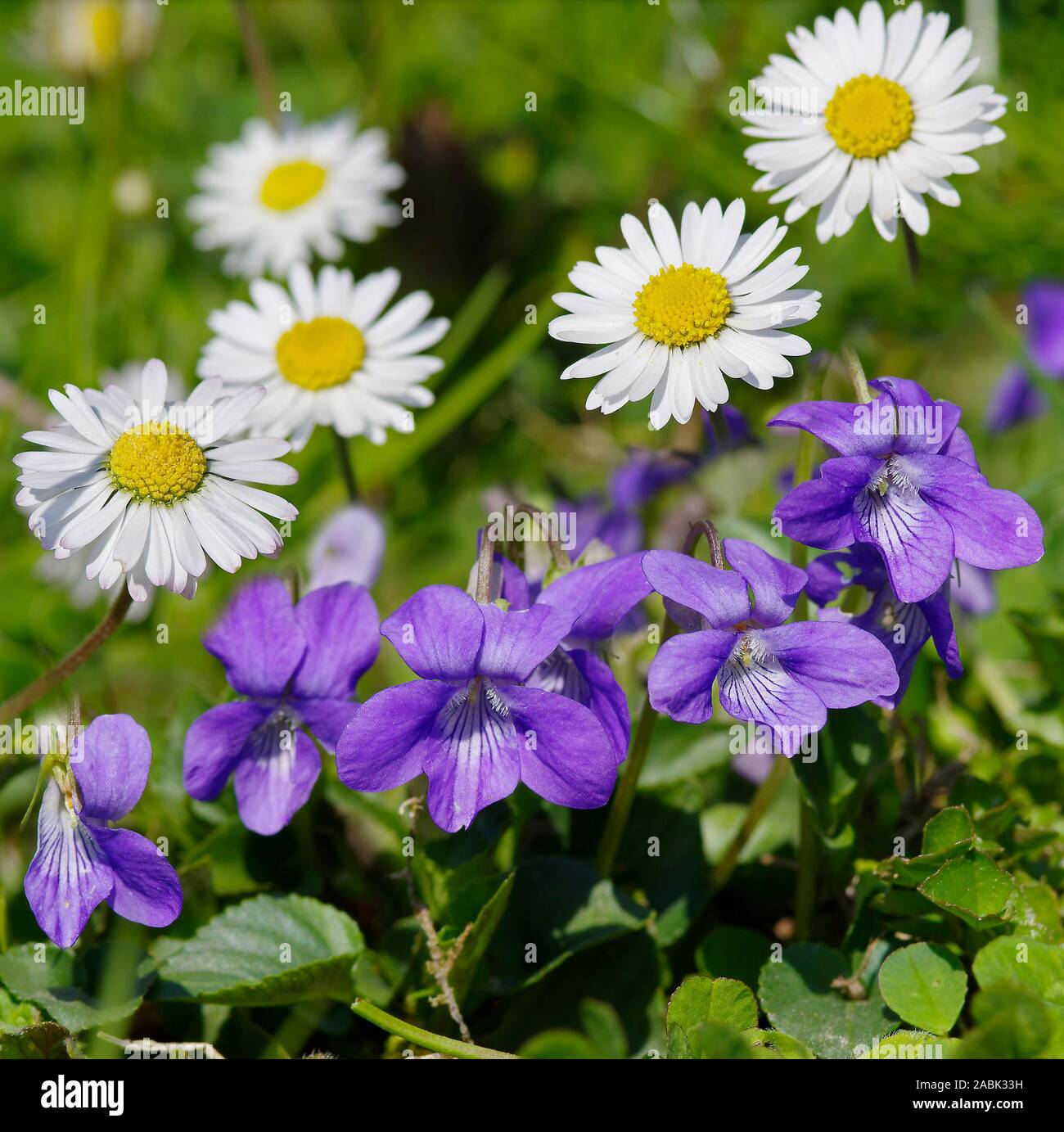 Early Dog-violet (Viola reichenbachiana) and Common Daisy, English Daisy, Meadow Daisy (Bellis perennis), flowering. Germany Stock Photo