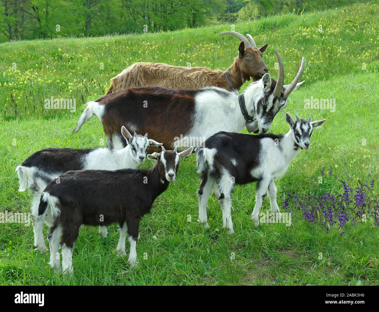 Swiss goats from the front kids of the Grisons Striped Goat, Bundner Strahlenziege, Peacock