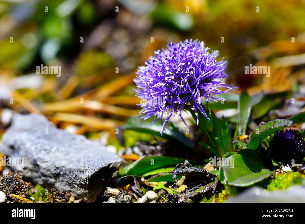 Bald Stemmed Globeflower (Globularia nudicaulis), flowering. Switzerland Stock Photo