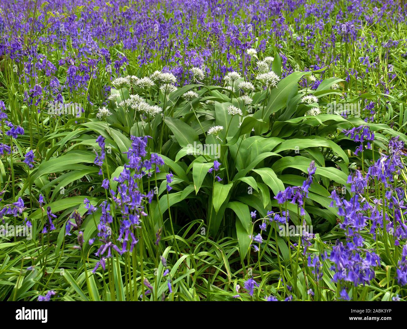 Flowering Ramsons, Wood Garlic (Allium ursinum) and English Bluebell (Hyacinthoides nonscripta) flowering in forest, Essex, Great Britain . Stock Photo