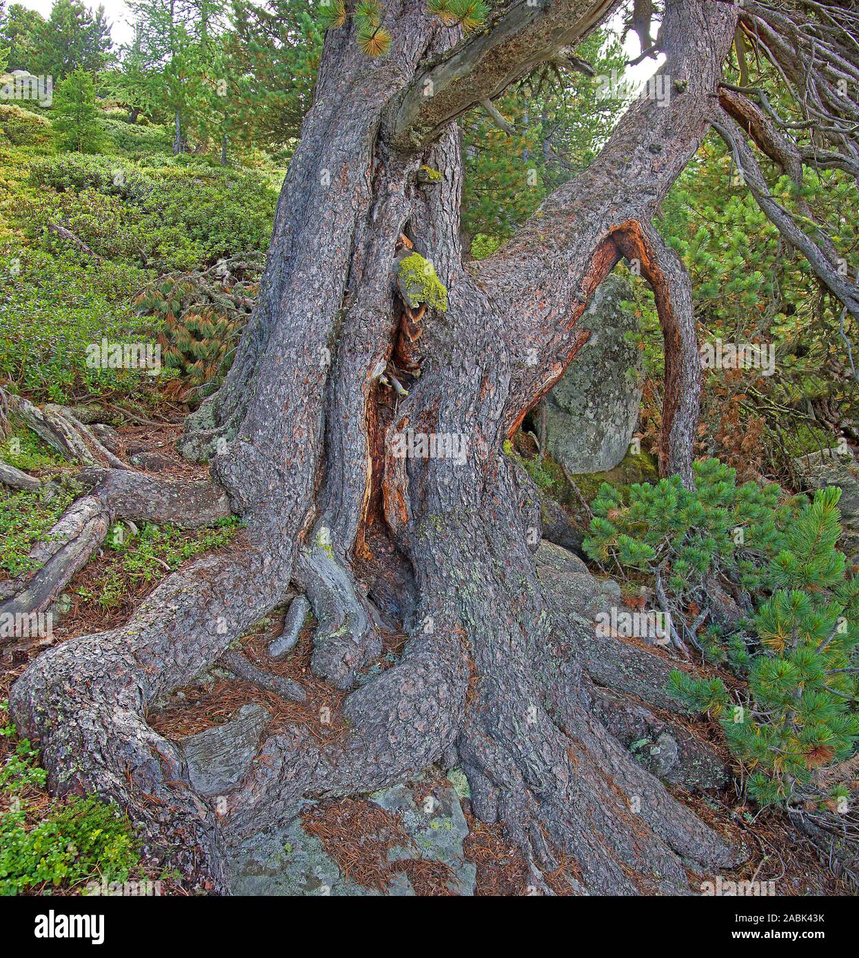 Swiss Pine (Pinus cembra). Old tree. Valais, Switzerland Stock Photo