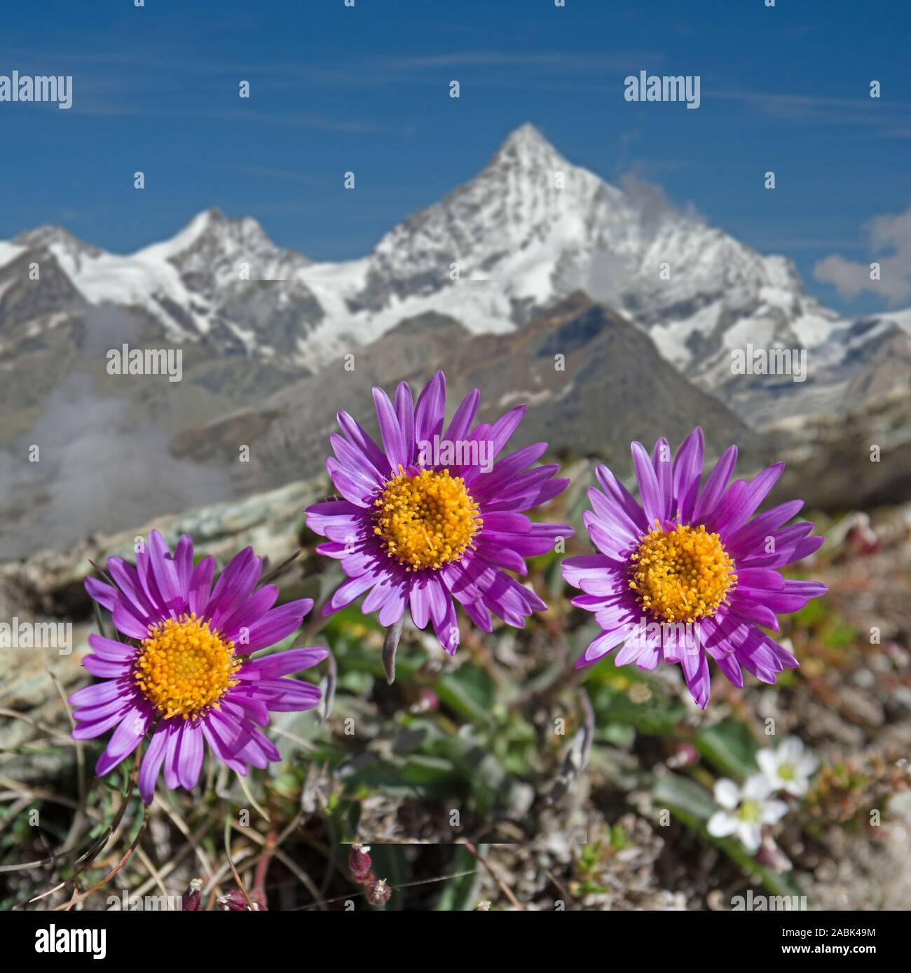 Alpine Aster, Blue Alpine Daisy (Aster alpinus). Flowering plants with the mountain Weisshorn in background. Valais, Switzerland Stock Photo