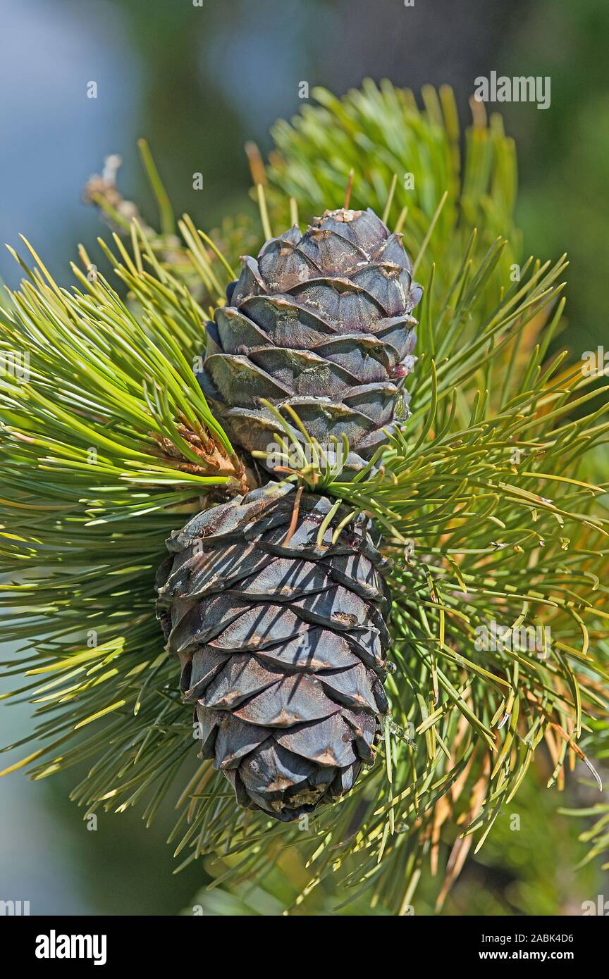 Swiss Pine (Pinus cembra). Cones on a tree. Valais, Switzerland Stock Photo