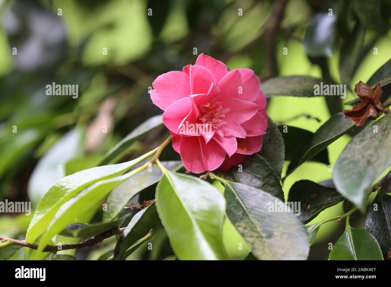 open flower of a Camellia Japonica  'Chandleri Elegans' Stock Photo