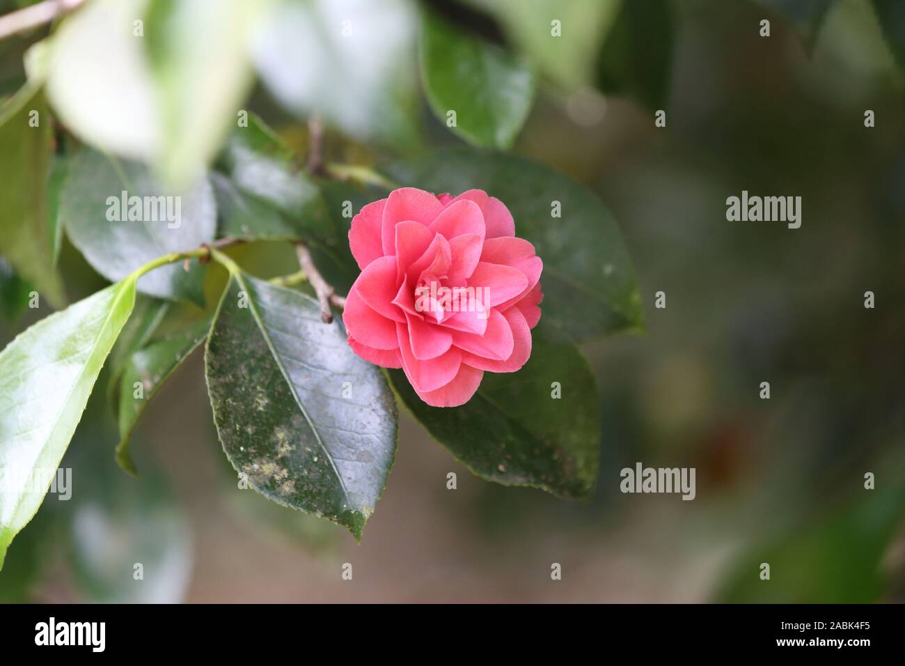 open flower of a Camellia Japonica  'Chandleri Elegans' Stock Photo