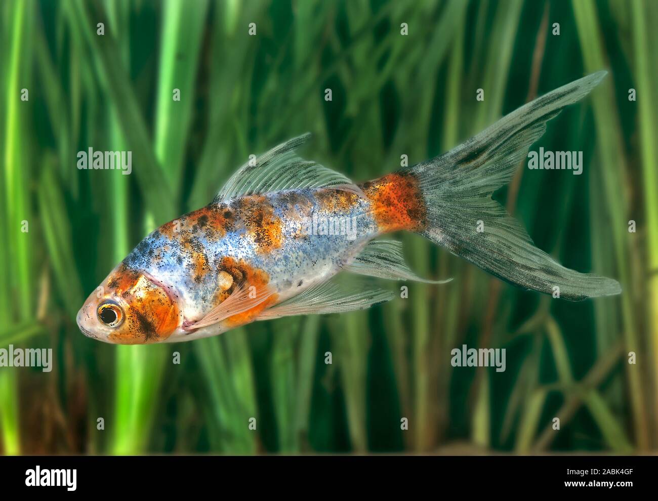 Shubunkin, Goldfish (Carassius auratus). Fish in an aquarium. Germany Stock Photo