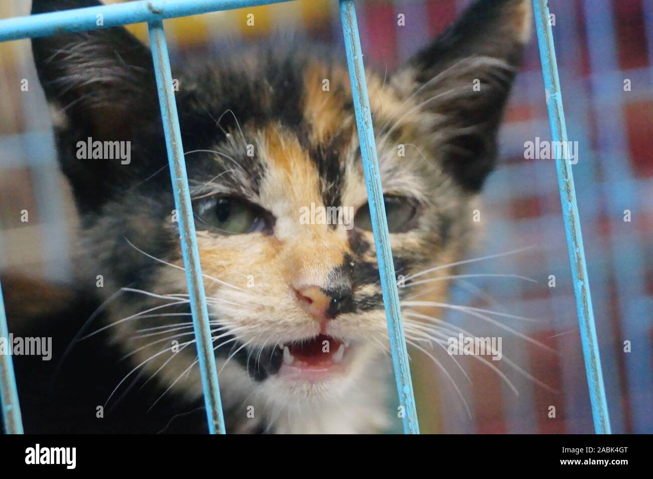 A kitten in a cage Stock Photo Alamy