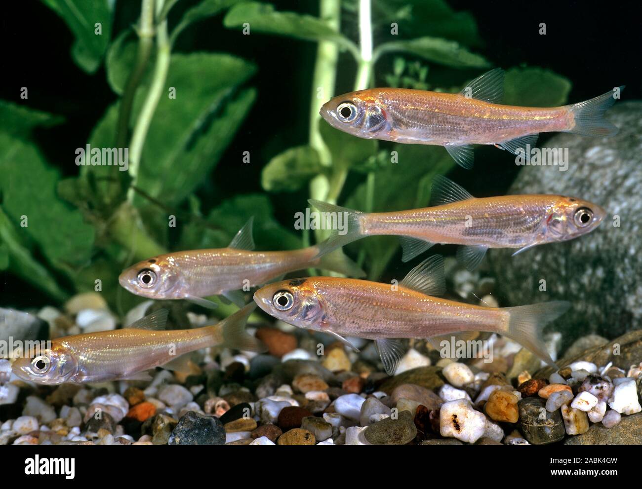 Five fish aquarium hi-res stock photography and images - Alamy