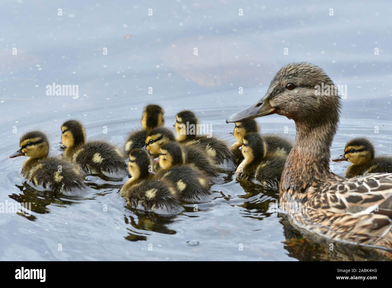 Mallard (Anas platyrhynchos). Mother and ducklings on a pond, Sweden Stock Photo