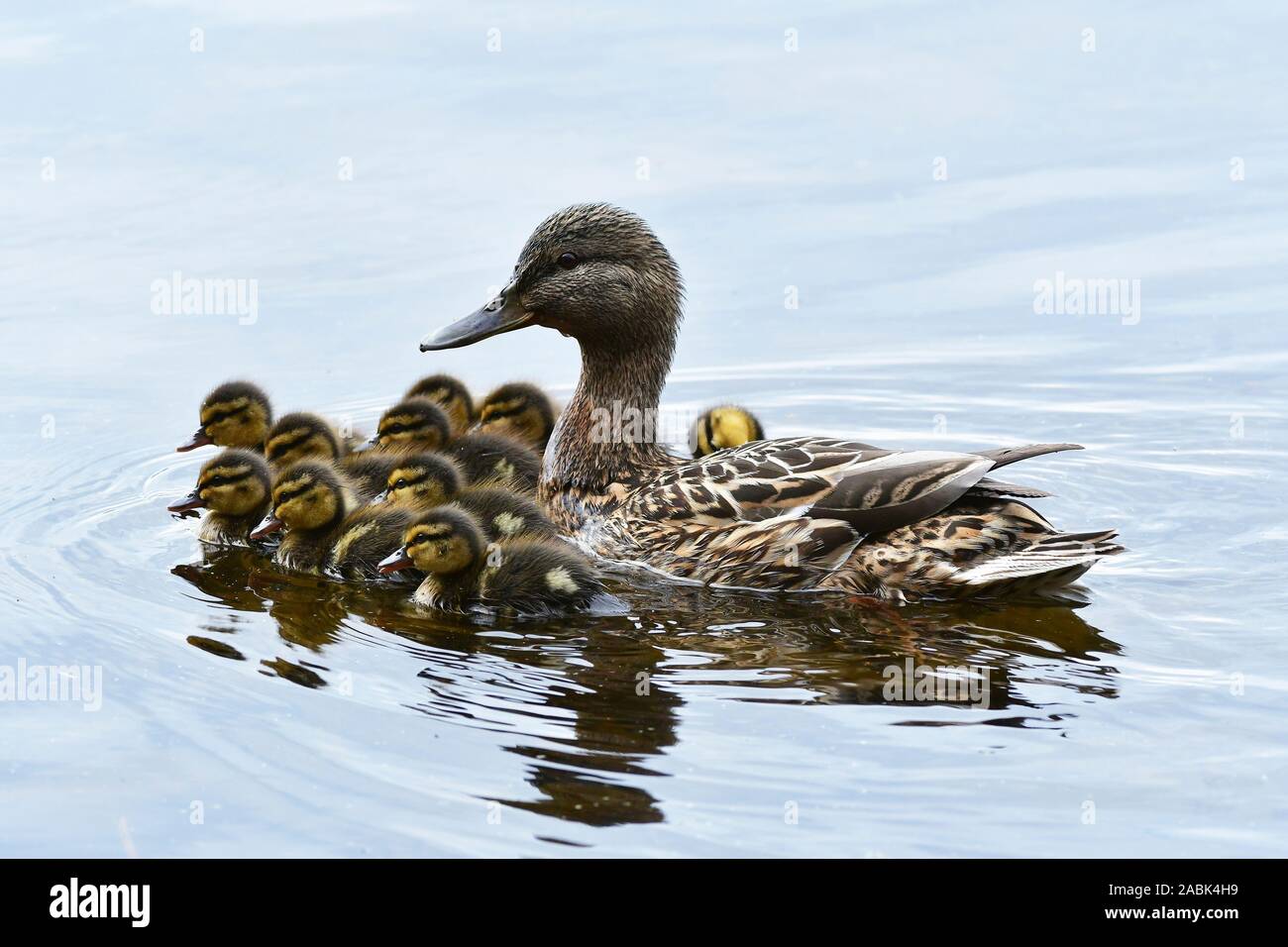 Mallard (Anas platyrhynchos). Mother and ducklings on a pond, Sweden Stock Photo