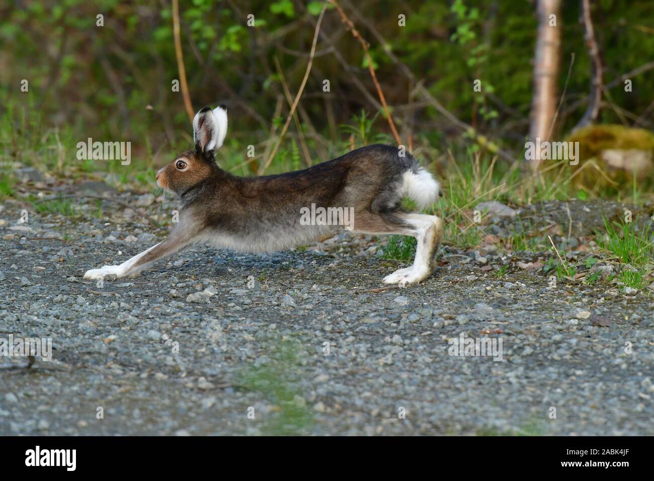 Mountain Hare (Lepus timidus) in summer coat stretvhing to loosen up its muscles. Sweden Stock Photo