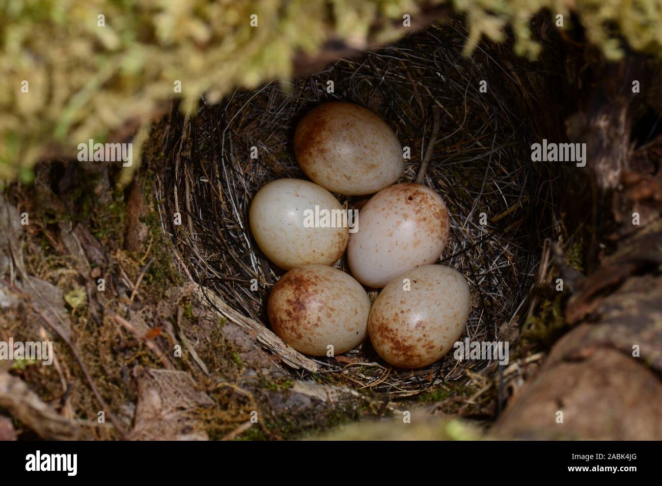 Robin (Erithacus rubeculas),. Clutch in a cavity of a mossy tree stump. Sweden Stock Photo