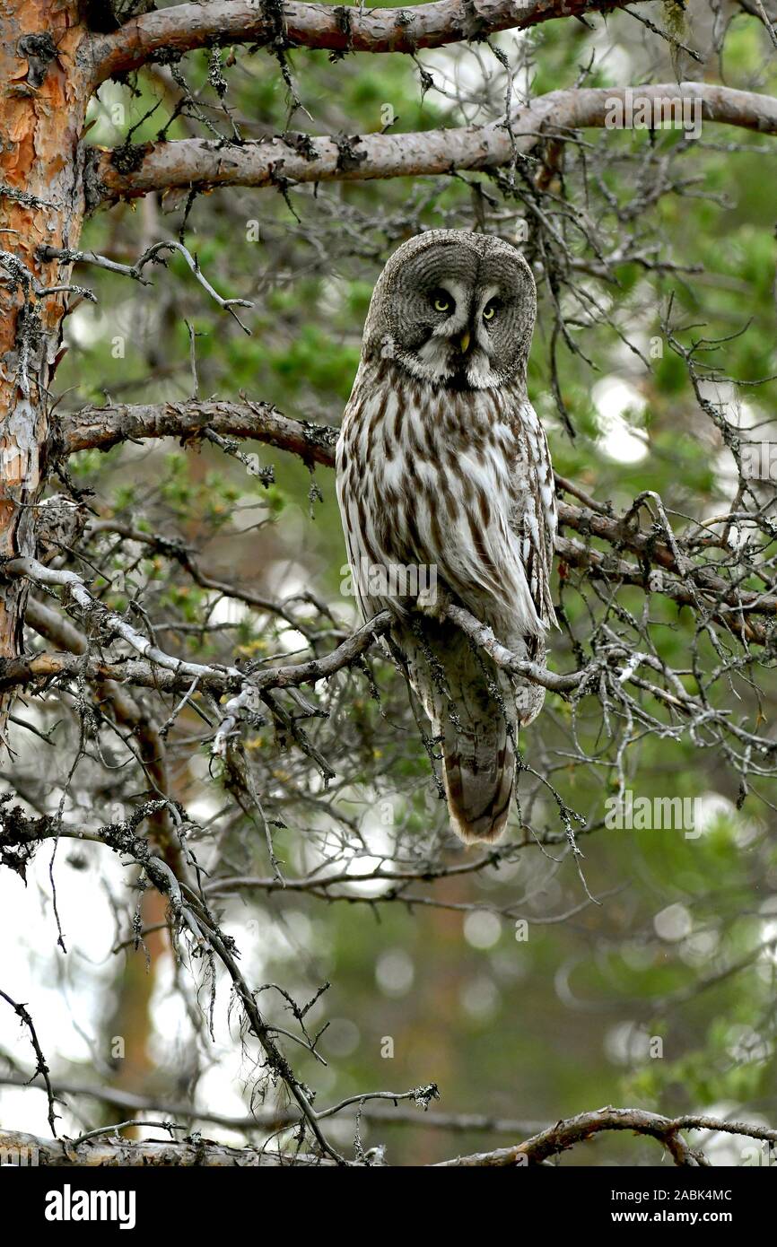Great Grey Owl, Lapland Owl (Strix nebulosa). Adult perched on a branch on the edge of a swamp. Sweden Stock Photo