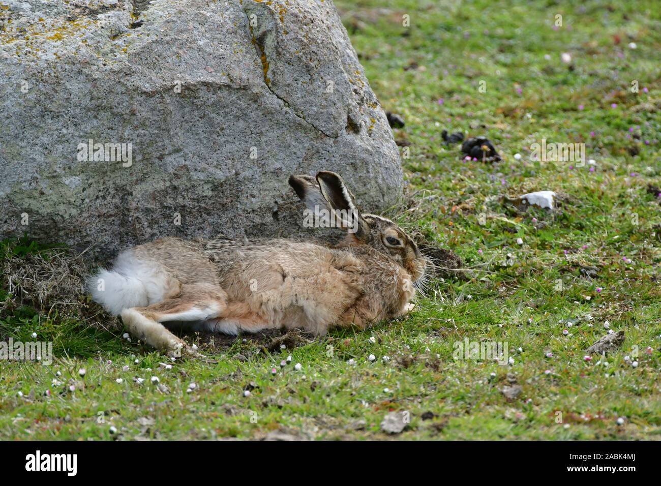 European Hare (Lepus europaeus). Adult looking for shelter in a violent storm behind a boulder,  laid down stretched out. Sweden Stock Photo