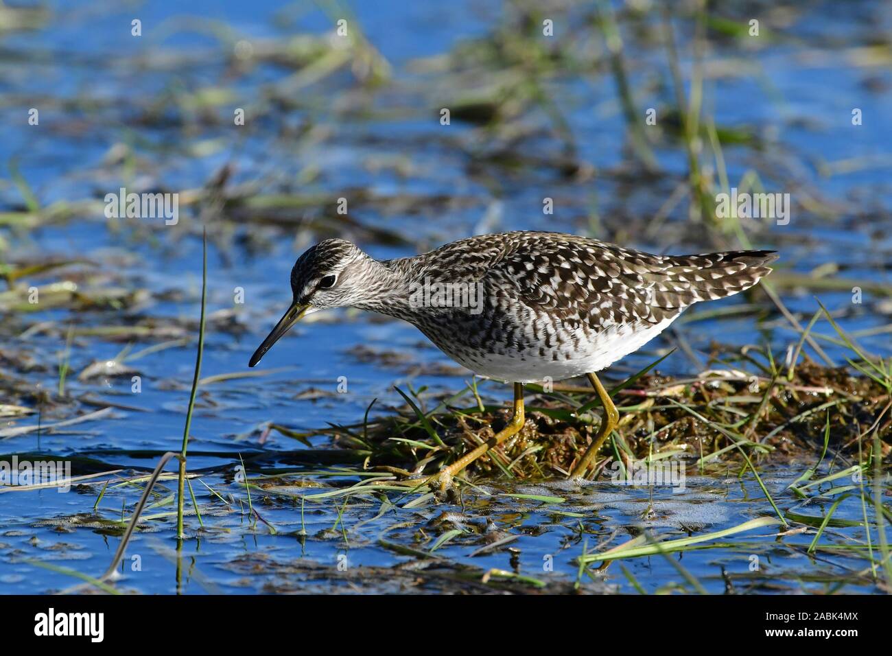 Wood Sandpiper (Tringa glareola) foraging in shallow water on a meadow. Sweden Stock Photo