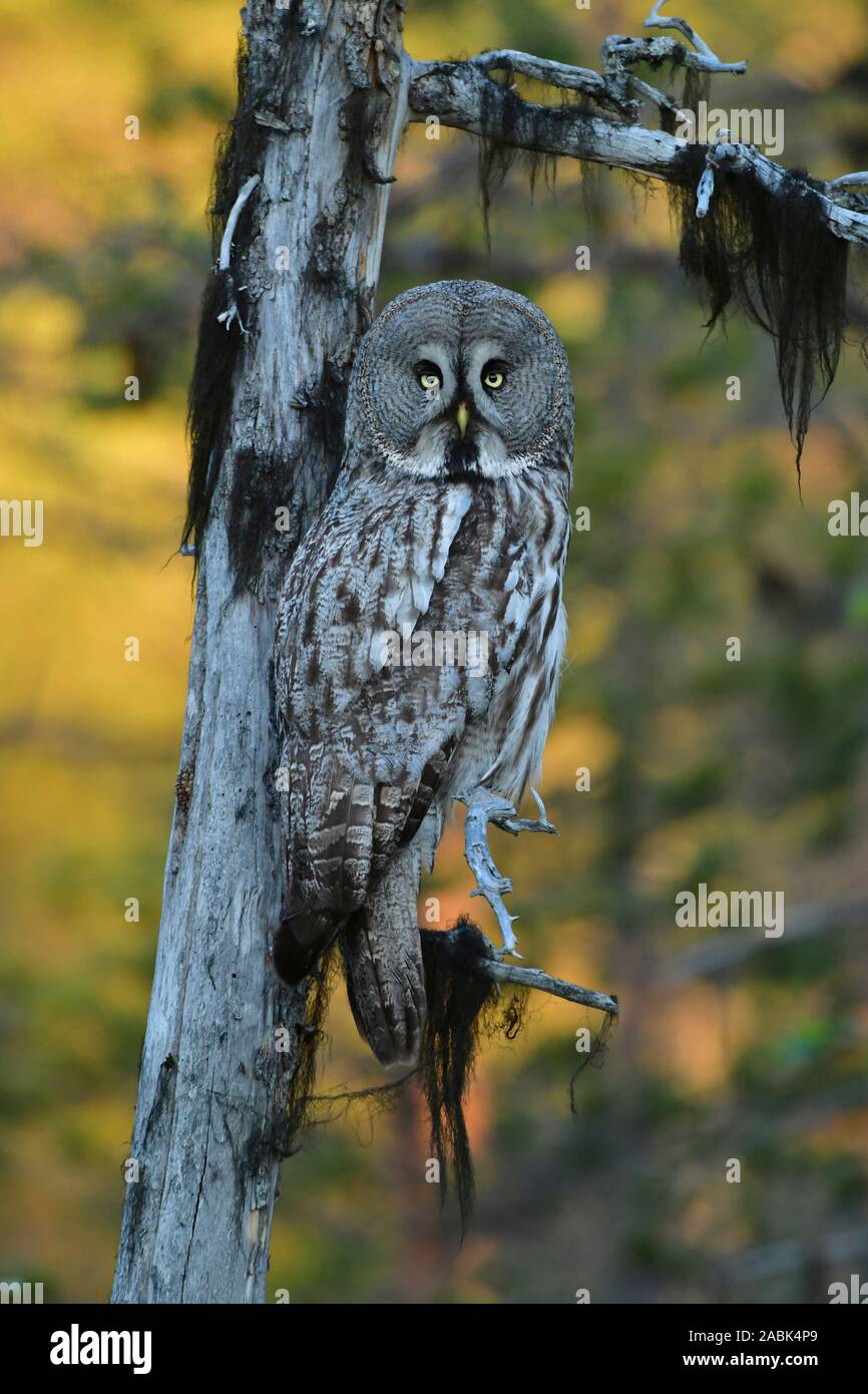 Great Grey Owl, Lapland Owl (Strix nebulosa). Adult perched on a branch on the edge of a swamp, which is still lit up by the last sunlight. Sweden.. Stock Photo