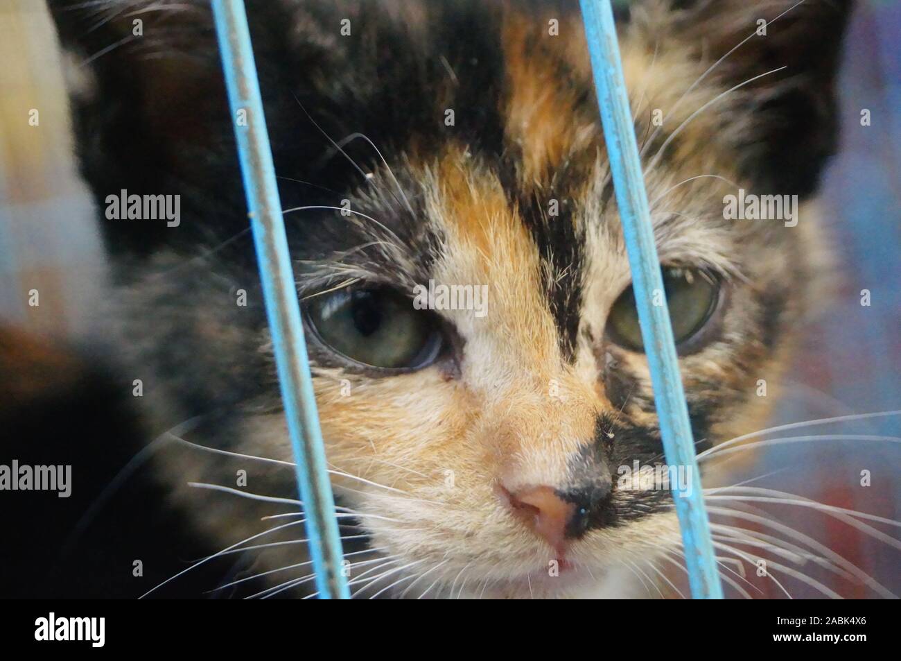 A kitten in a cage Stock Photo Alamy